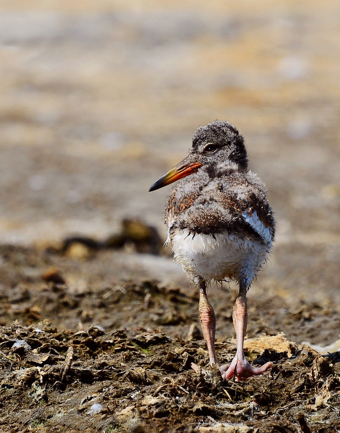 1st PrizeNature In Class 3 By Thomas (TJ) Williams For Baby Oyster Catcher OCT-2020.jpg